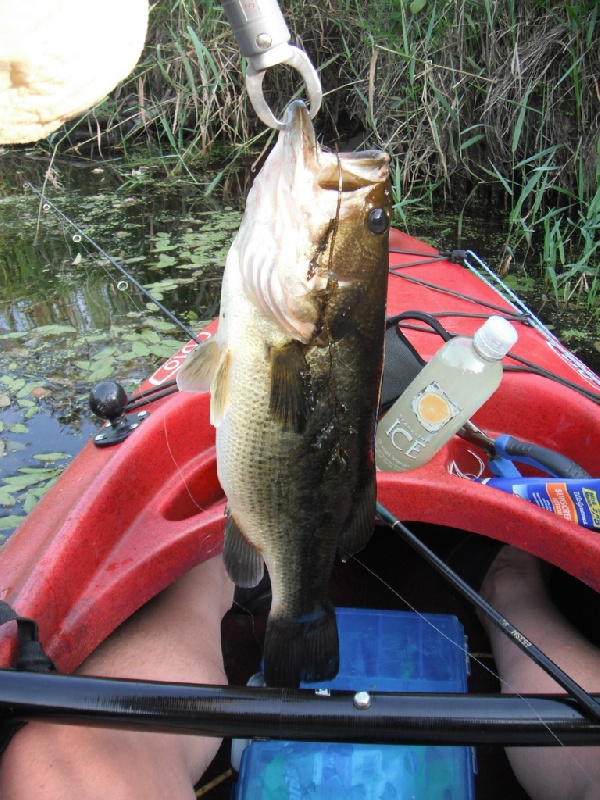 ᐅ Motley Pond fishing reports🎣• Dedham, MA (United States) fishing