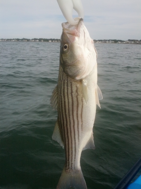 Thumper to attract white bass and stripers.