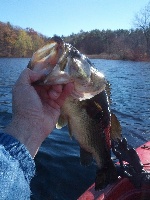 Sudbury River, Fairhaven Bay 11/4/2012