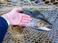 Asheville Brookies!