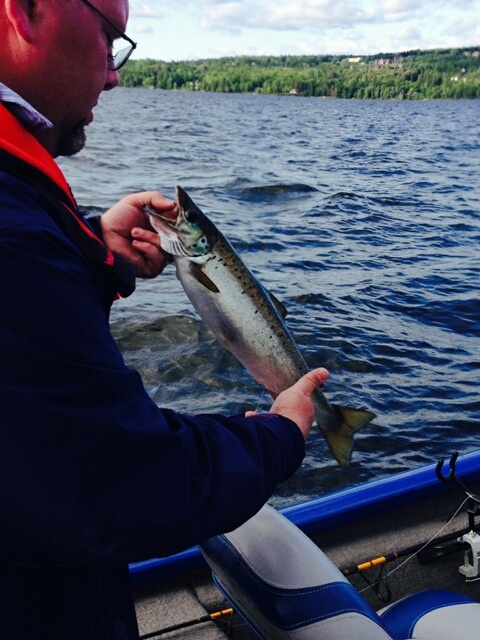 Rangeley Lake Salmon