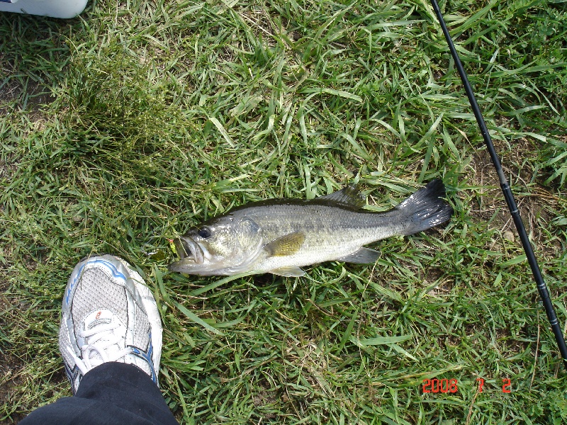 My First Bass