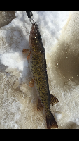 The Nip 2/21.   Pin largemouth, and mystery pickerel?