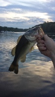 sundown spinnerbait