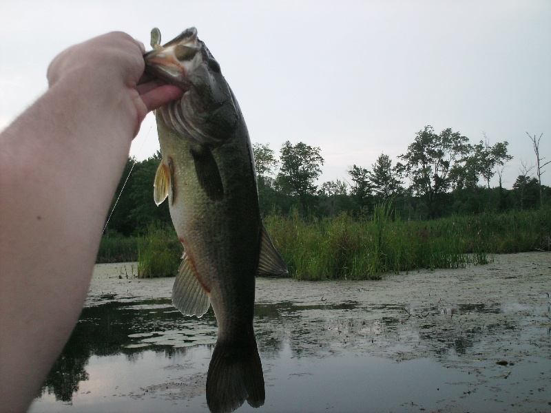 Large Mouth