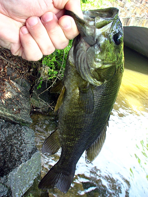 Smallmouth