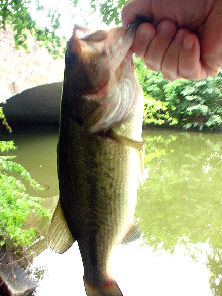 Little Largemouth