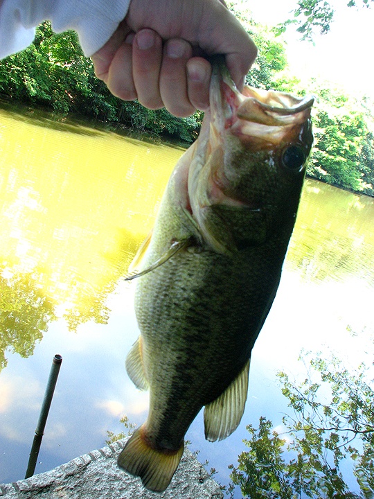 Largemouth