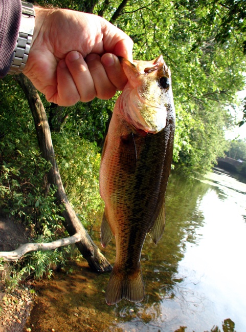 Wedge Pond Fishing - MA Fish Finder