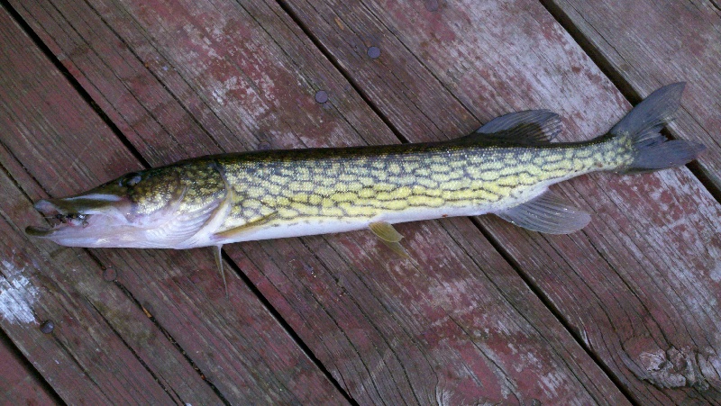 Last cast on Dudley Pond