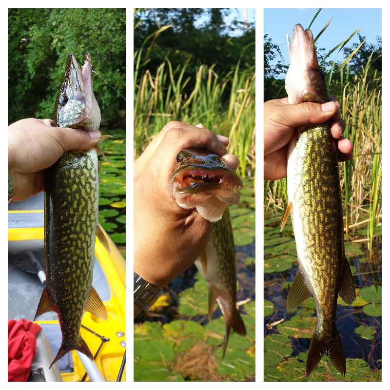 chain pickerel