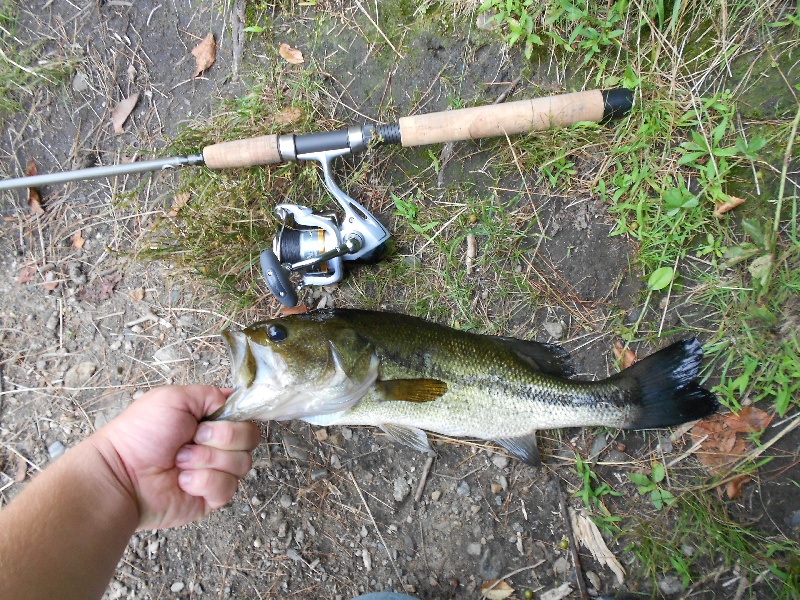 Whitehall - 18 inch Largemouth