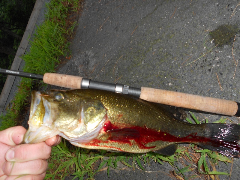 Whitehall - 16 inch Largemouth