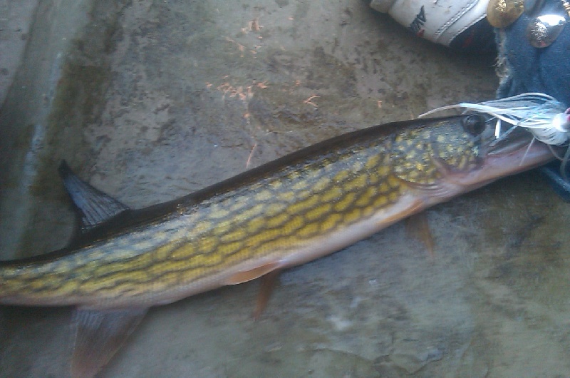 Northern Pike 1