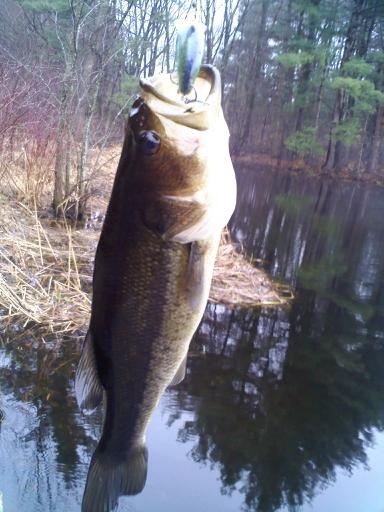 Healthy bass