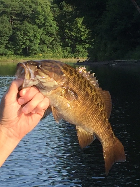 CT River Smallmouth