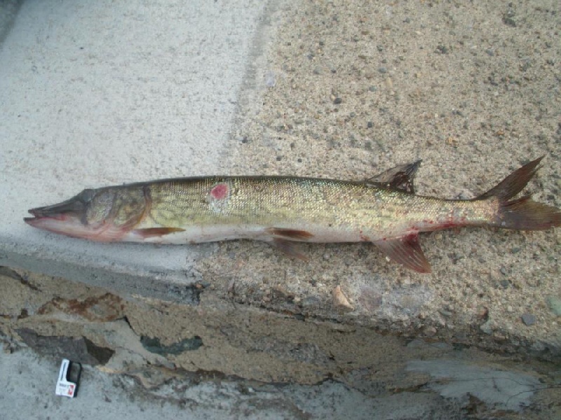 First Fish of my 2013 Fishing Season