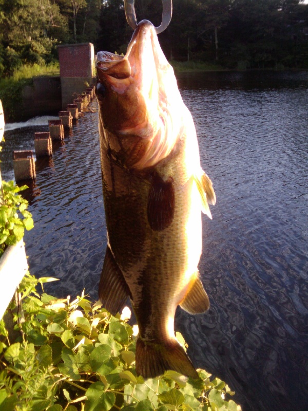 My Catches 2010