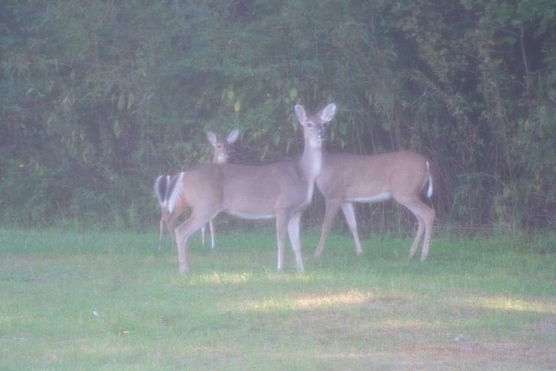 back yard deer