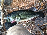 Dec 17th late season bass