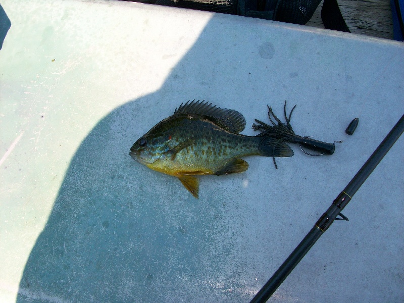 Lil bluegill